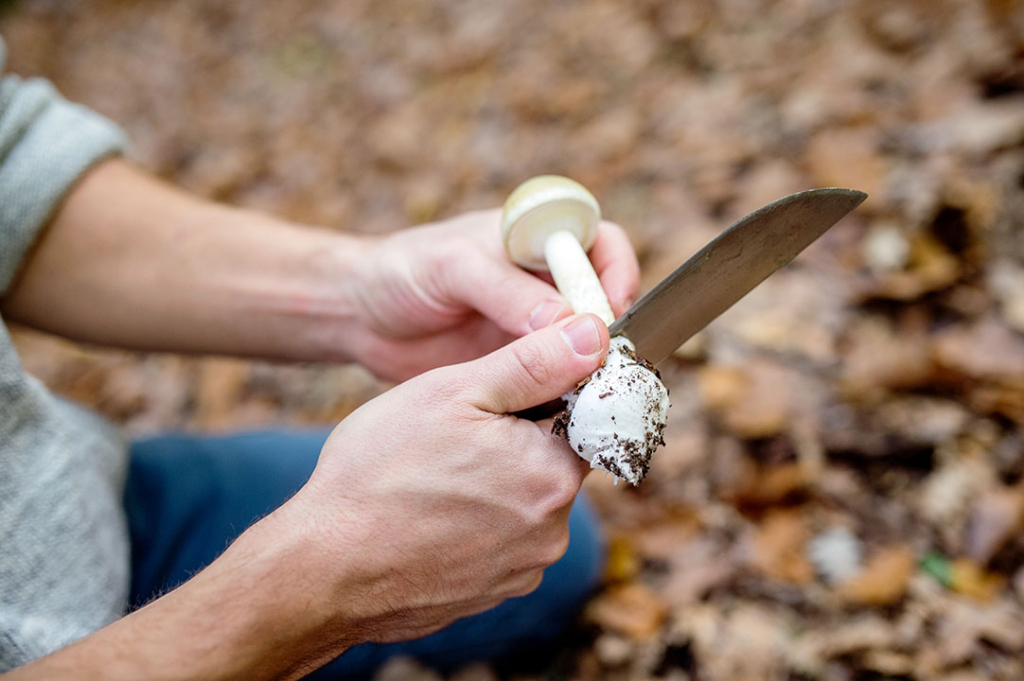 A man cutting a mushroom with a high quality fixed blade knife. 